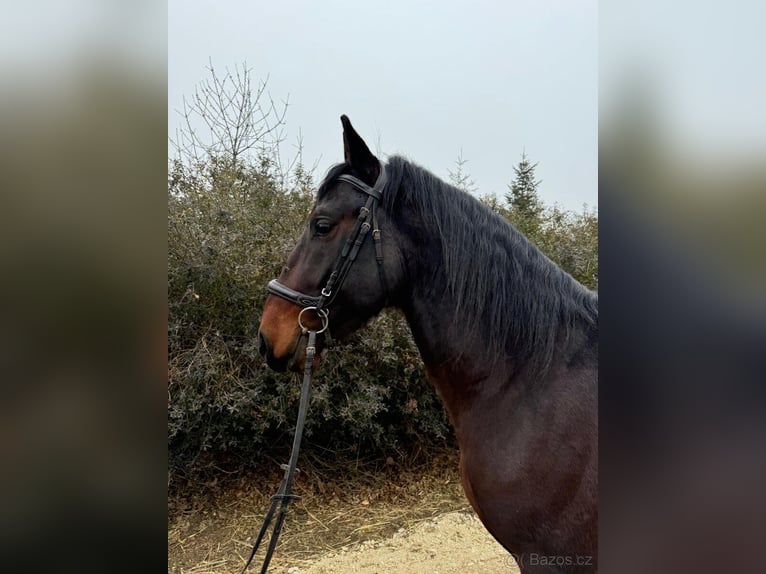 Koń lipicański Wałach 5 lat 155 cm Gniada in Krhovice