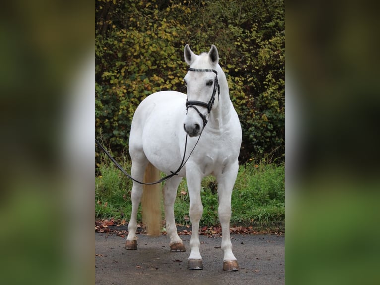 Koń lipicański Wałach 7 lat 156 cm Siwa in Herborn