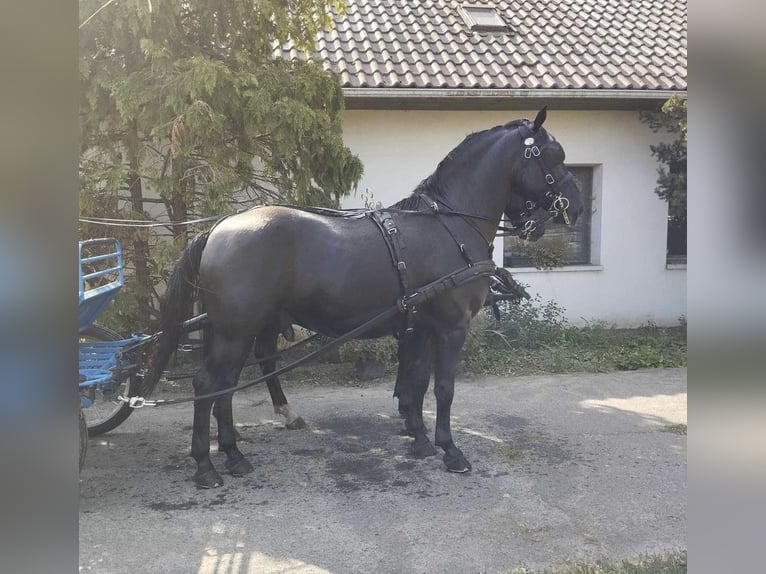 Koń lipicański Wałach 7 lat 158 cm Ciemnogniada in Tass
