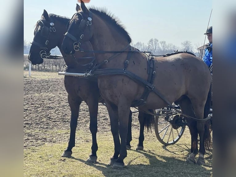 Koń lipicański Wałach 7 lat 158 cm Ciemnogniada in Tass