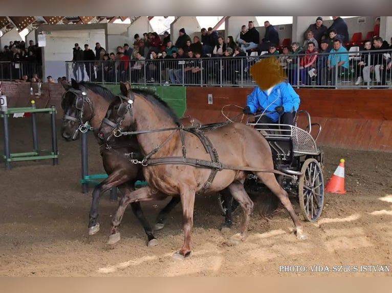 Koń lipicański Wałach 7 lat 158 cm Ciemnogniada in Tass