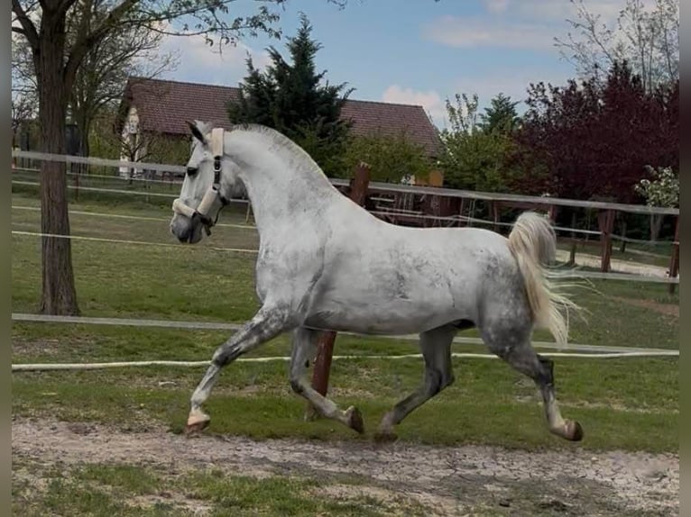 Koń lipicański Mix Wałach 7 lat 160 cm Biała in Tass