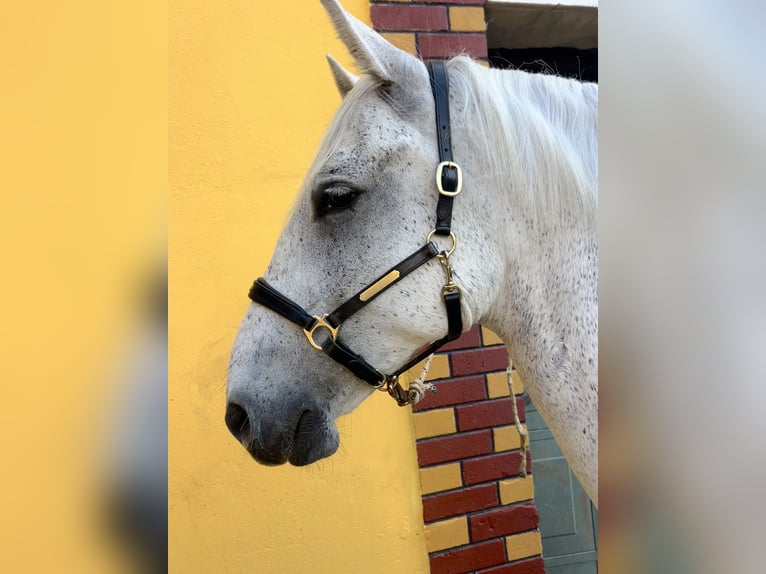 Koń lipicański Wałach 7 lat 163 cm Siwa in Velika Kopanica
