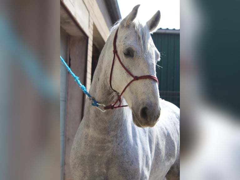Koń lipicański Wałach 7 lat 163 cm Siwa in Velika Kopanica