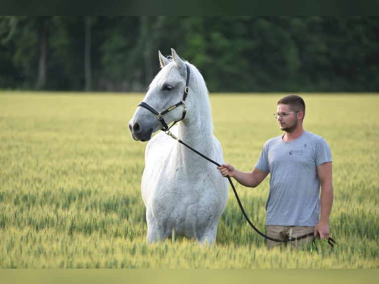 Koń lipicański Wałach 7 lat 163 cm Siwa in Velika Kopanica