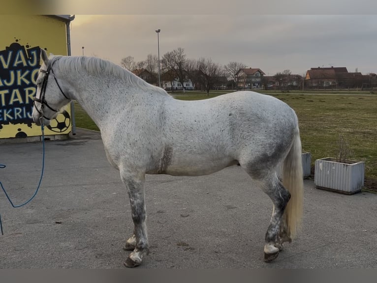 Koń lipicański Wałach 7 lat 163 cm Siwa in Velika Kopanica