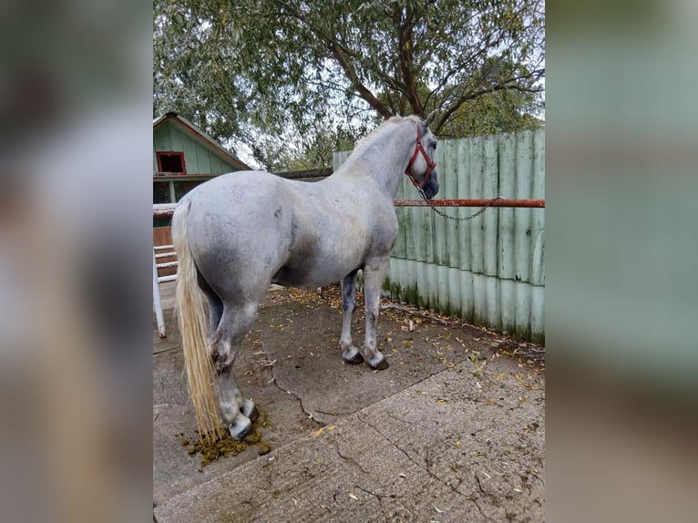 Koń lipicański Wałach 7 lat 164 cm Siwa in Birmingham