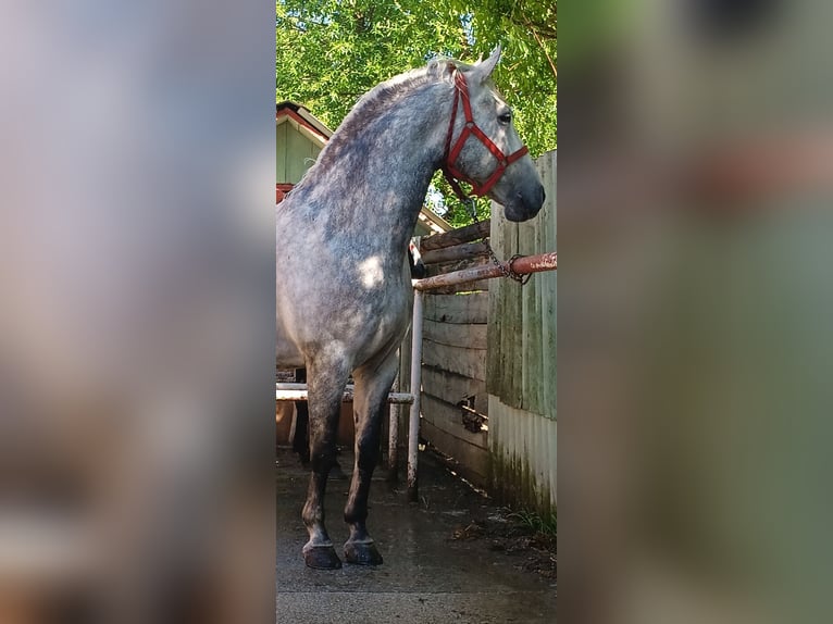 Koń lipicański Wałach 7 lat 164 cm Siwa in Birmingham