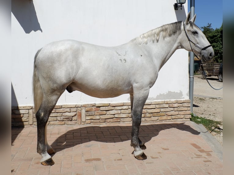 Koń lipicański Wałach 7 lat 170 cm Siwa in Százhalombatta