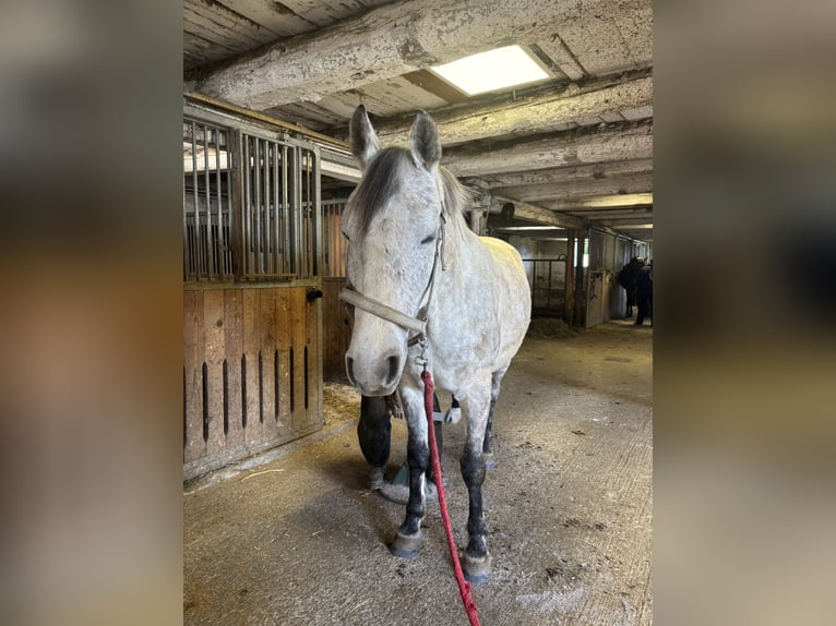 Koń lipicański Wałach 8 lat 157 cm Siwa jabłkowita in Straßburg
