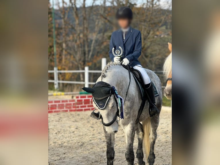 Koń lipicański Wałach 8 lat 157 cm Siwa jabłkowita in Straßburg