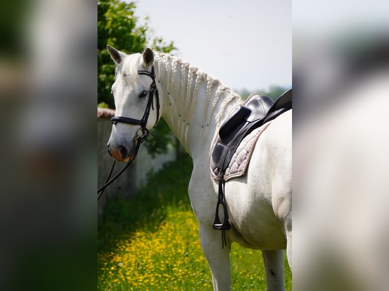 Koń lipicański Wałach 8 lat 161 cm Siwa in Isere