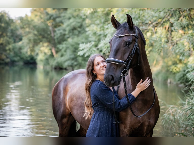 Koń lipicański Mix Wałach 8 lat 162 cm Skarogniada in Rauchenwarth