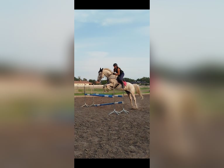 Koń lipicański Mix Wałach 8 lat 167 cm Siwa w hreczce in Šamorín