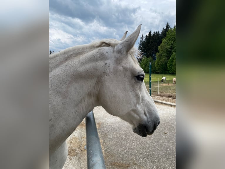 Koń lipicański Mix Wałach 9 lat 160 cm Siwa w hreczce in Wessobrunn