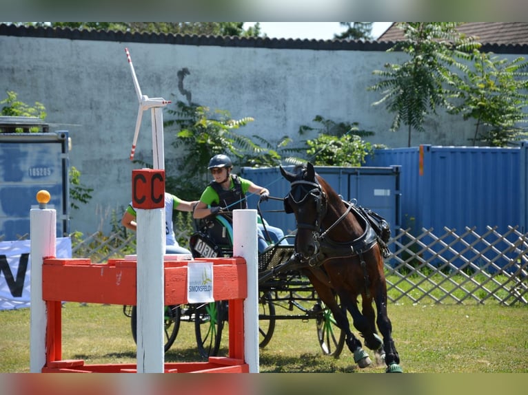 Koń lipicański Wałach 9 lat 163 cm Kara in Guntersdorf