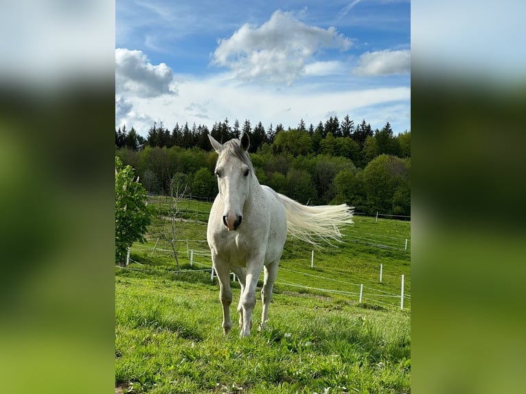 Koń lipicański Wałach 10 lat 156 cm Siwa in Memmingen