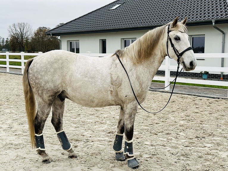 Koń lipicański Wałach 10 lat 156 cm Siwa w hreczce in Löwenberger Land