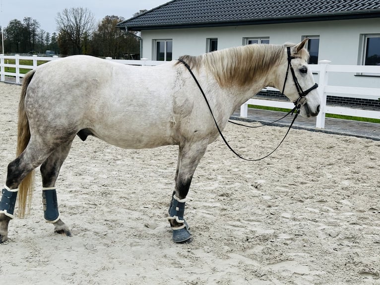 Koń lipicański Wałach 10 lat 156 cm Siwa w hreczce in Löwenberger Land