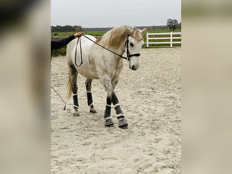 Koń lipicański Wałach 10 lat 156 cm Siwa w hreczce in Löwenberger Land