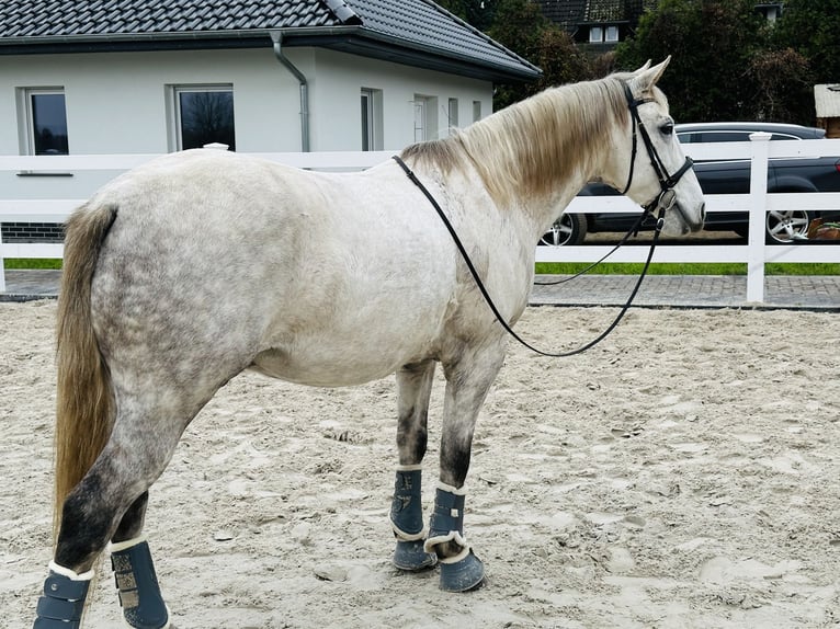 Koń lipicański Wałach 10 lat 156 cm Siwa w hreczce in Löwenberger Land