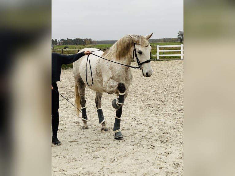 Koń lipicański Wałach 10 lat 156 cm Siwa w hreczce in Löwenberger Land