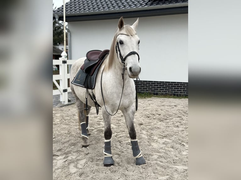 Koń lipicański Wałach 10 lat 156 cm Siwa w hreczce in Löwenberger Land