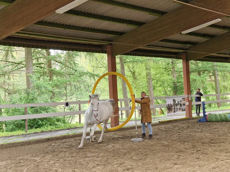 Koń lipicański Wałach 10 lat 165 cm Siwa in Rosendahl