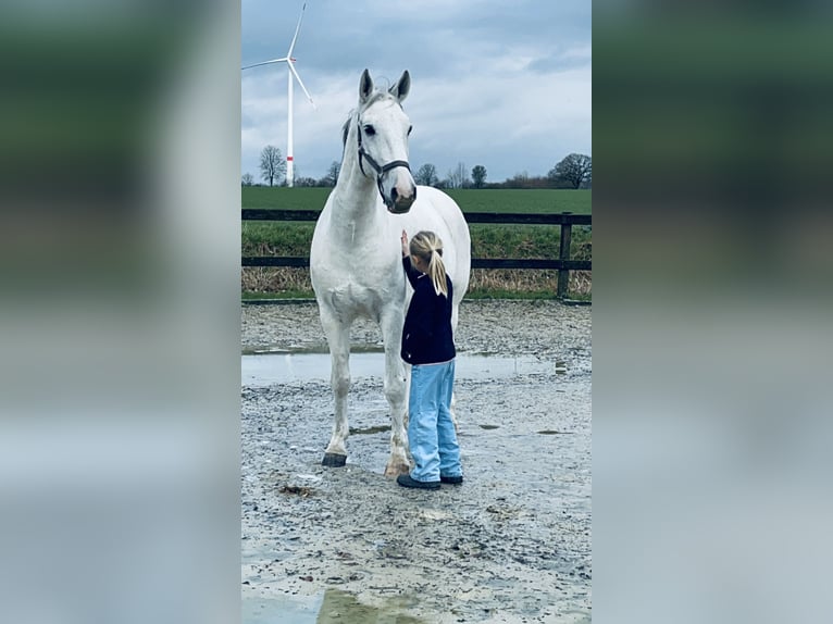 Koń lipicański Wałach 10 lat 165 cm Siwa in Rosendahl