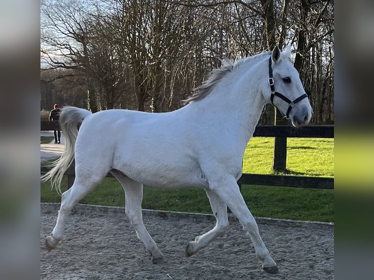 Koń lipicański Wałach 10 lat 165 cm Siwa in Rosendahl