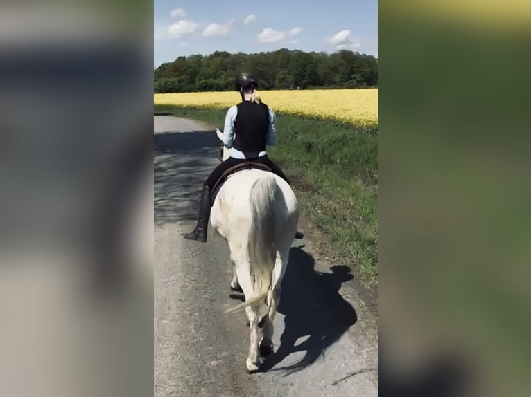 Koń lipicański Wałach 10 lat 165 cm Siwa in Rosendahl