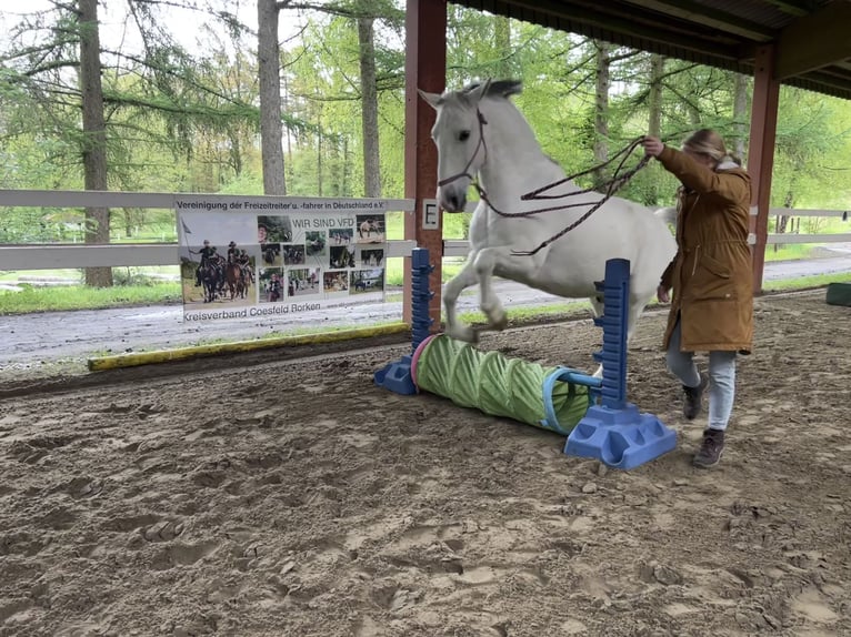 Koń lipicański Wałach 10 lat 165 cm Siwa in Rosendahl