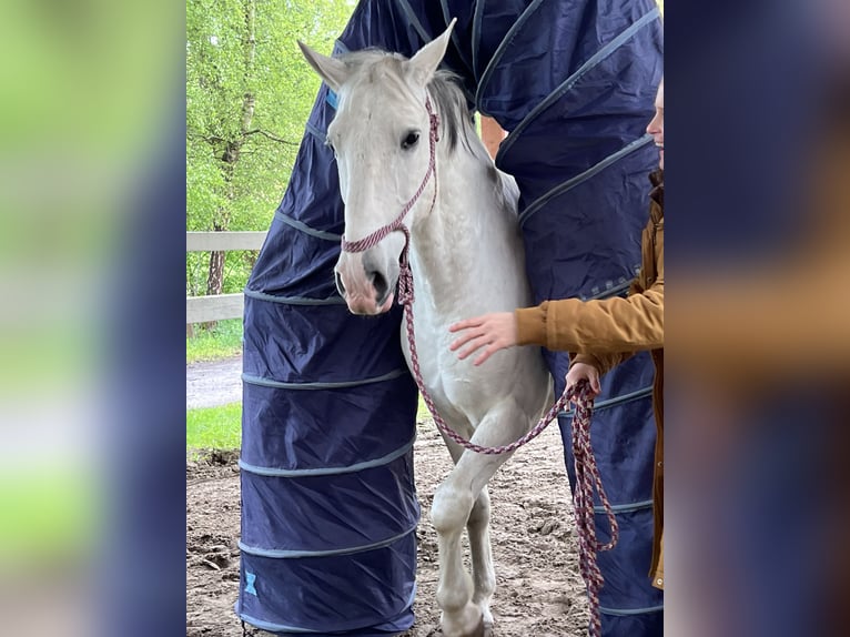 Koń lipicański Wałach 10 lat 165 cm Siwa in Rosendahl