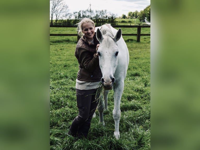 Koń lipicański Wałach 10 lat 165 cm Siwa in Rosendahl