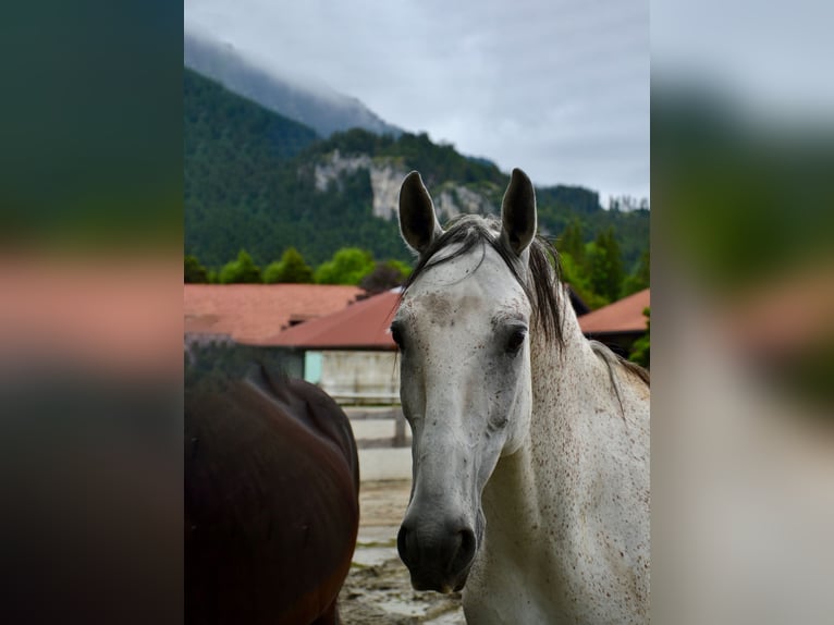 Koń lipicański Wałach 10 lat 170 cm Siwa in Reutte