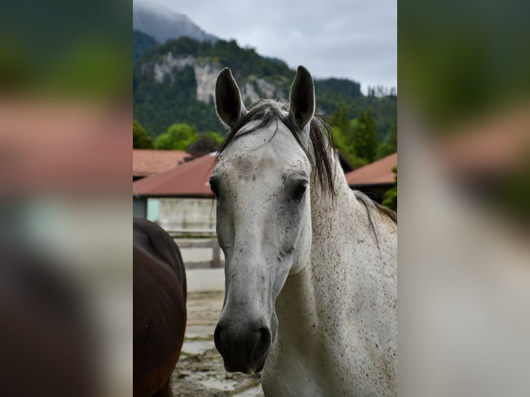 Koń lipicański Wałach 10 lat 170 cm Siwa in Reutte