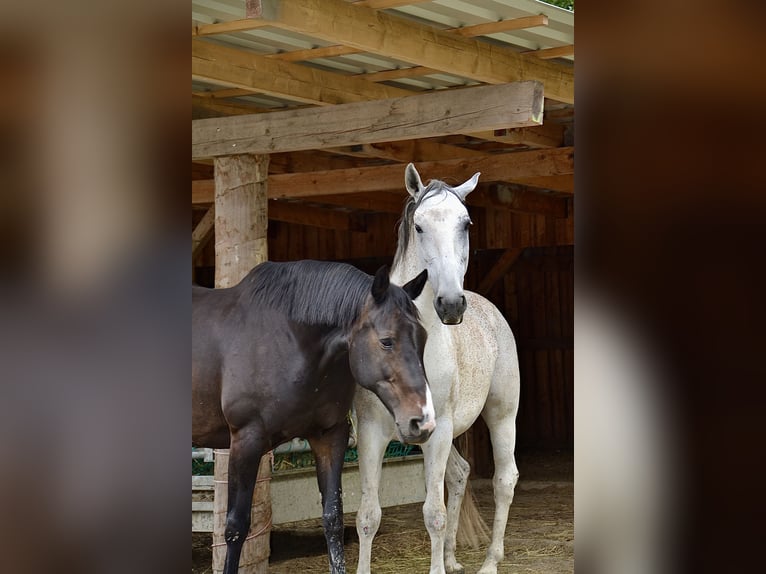 Koń lipicański Wałach 10 lat 170 cm Siwa in Reutte