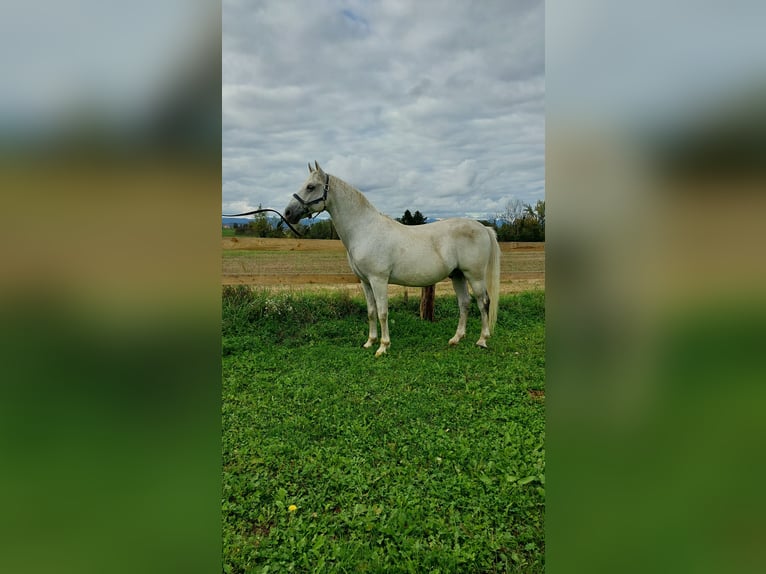 Koń lipicański Wałach 11 lat 155 cm Siwa in Šentjernej