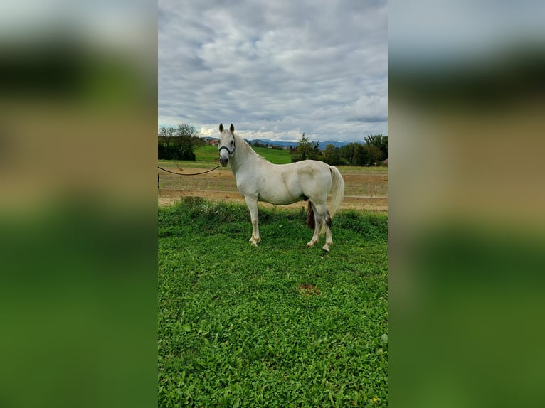 Koń lipicański Wałach 11 lat 155 cm Siwa in Šentjernej