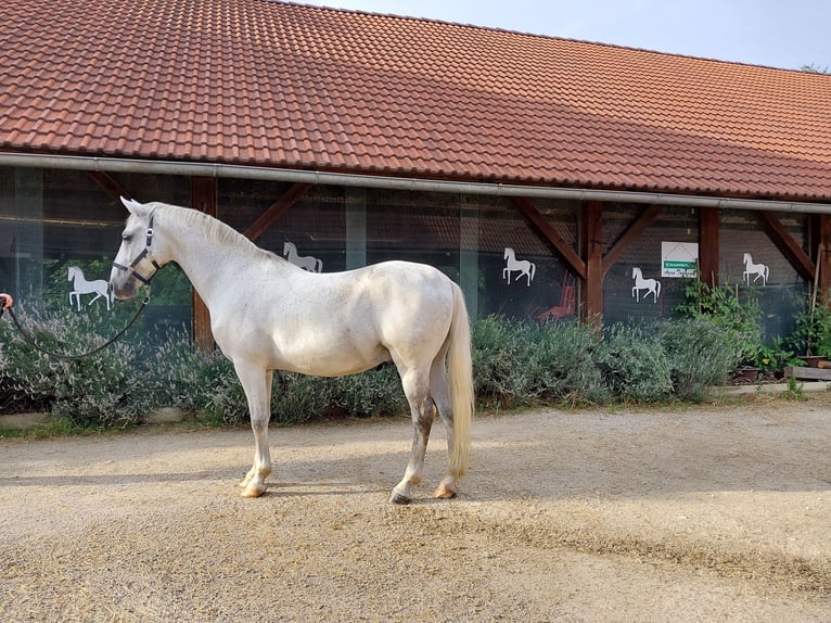 Koń lipicański Wałach 11 lat 155 cm Siwa in Šentjernej