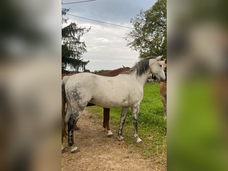 Koń lipicański Mix Wałach 11 lat 155 cm Siwa in Linz