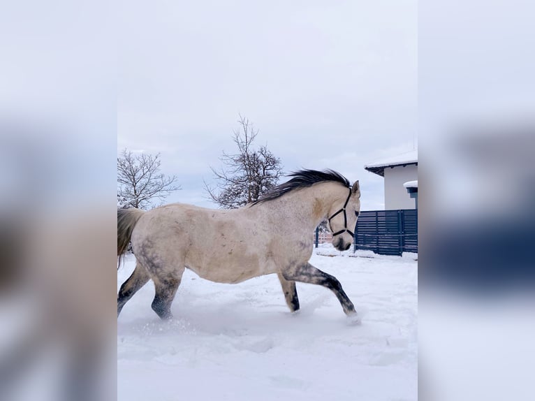 Koń lipicański Mix Wałach 11 lat 155 cm Siwa in Linz