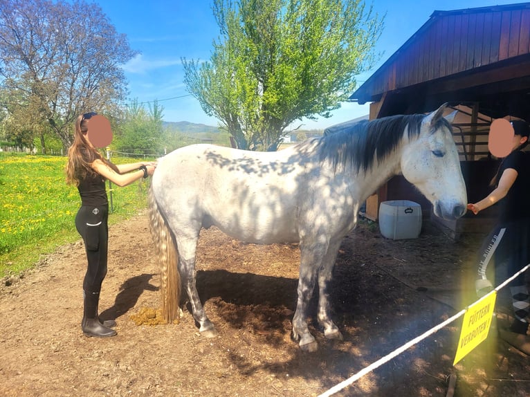 Koń lipicański Mix Wałach 11 lat 155 cm Siwa in Linz