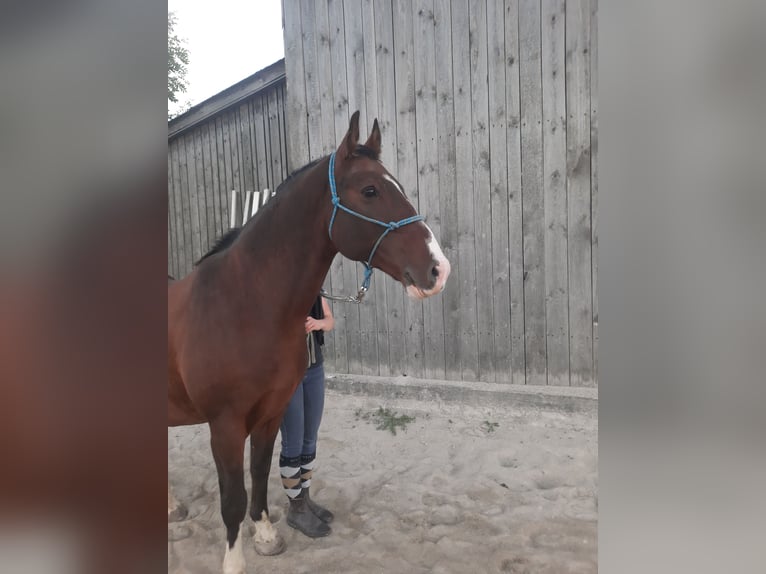 Koń lipicański Wałach 12 lat 150 cm Gniada in AMSTETTEN