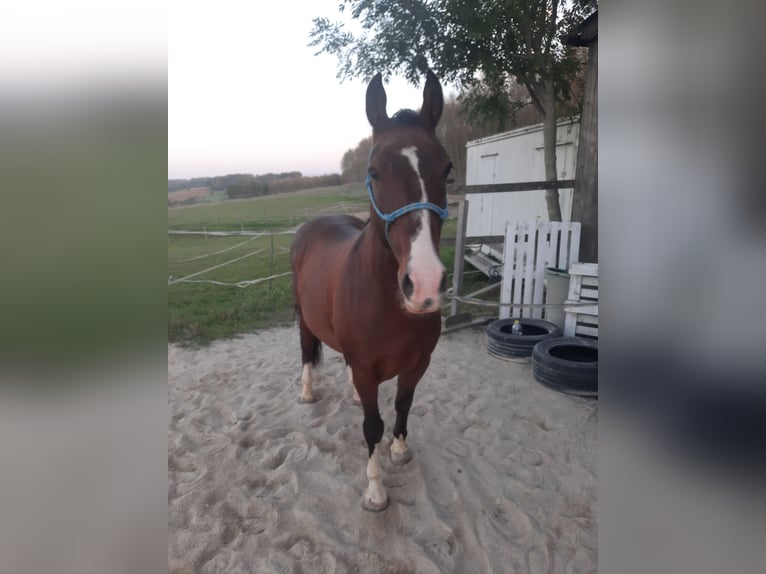 Koń lipicański Wałach 12 lat 152 cm Gniada in AMSTETTEN