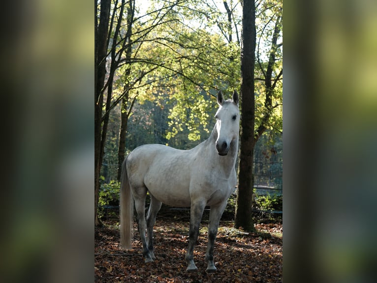 Koń lipicański Wałach 12 lat 160 cm Siwa in Baillet en France