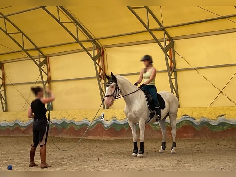 Koń lipicański Wałach 13 lat 160 cm Siwa in Vértessomló