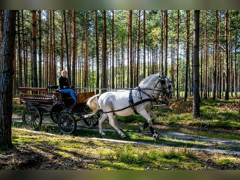 Koń lipicański Wałach 13 lat 163 cm Siwa in Przedbórz