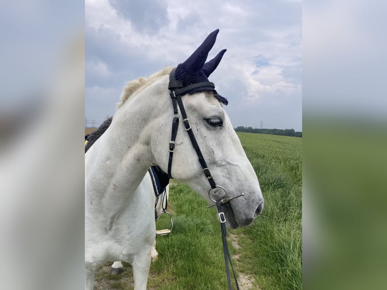 Koń lipicański Wałach 14 lat 155 cm Siwa in Pulheim