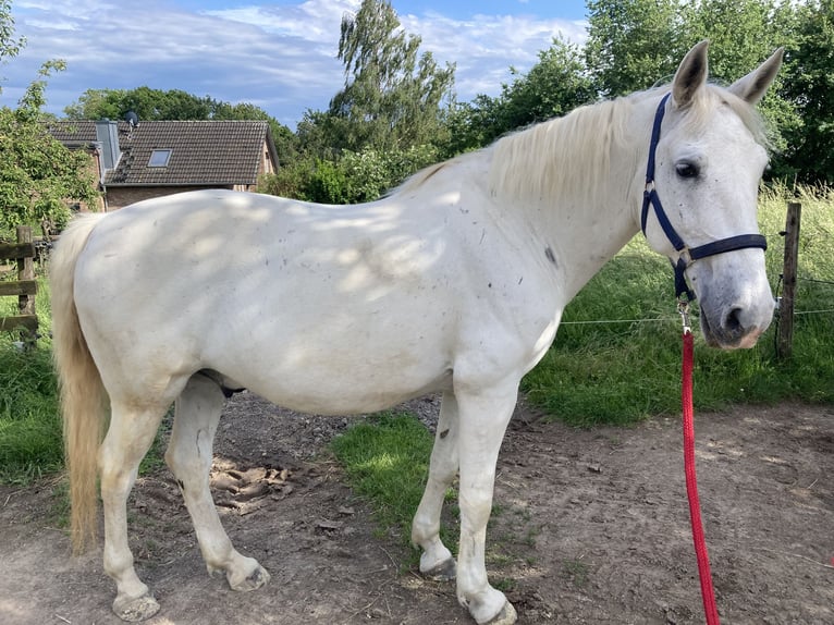 Koń lipicański Wałach 14 lat 155 cm Siwa in Pulheim